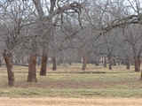 Okmulgee County Pecan Ranch