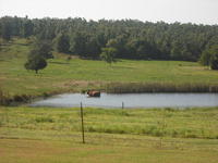 Pasture and Pond