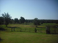 Catch pen and Pasture
