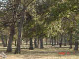 Okmulgee Pecan Ranch