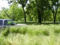 Lush grass