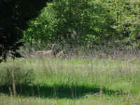Wildlife Roaming Free