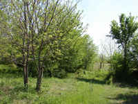 Beautiful Trees