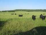 Stunning Cattle Ranch 3259 - ka