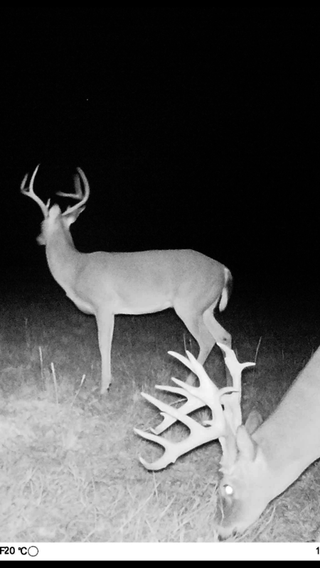 Deer Hunting Haven 193 - rdb,jc